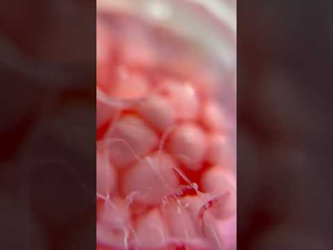 Anjo PDRN Salmon Cream 120g